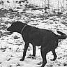 dog, black_dog, snow, outdoor, animal, winter, grass, field, canine, collar, wet_fur, nature, side_view, standing, cold, monochrome, landscape, quiet, daylight, animal_portrait