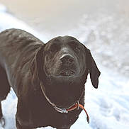 Stella joined the competition — help win amazing prizes! dog, black_dog, snow, outdoor, pet, canine, animal, winter, collar, portrait, fur, looking_at_camera, close_up, nature, background_blur, daylight, muzzle, ears, standing, curious