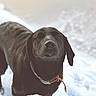 dog, black_dog, snow, outdoor, pet, canine, animal, winter, collar, portrait, fur, looking_at_camera, close_up, nature, background_blur, daylight, muzzle, ears, standing, curious