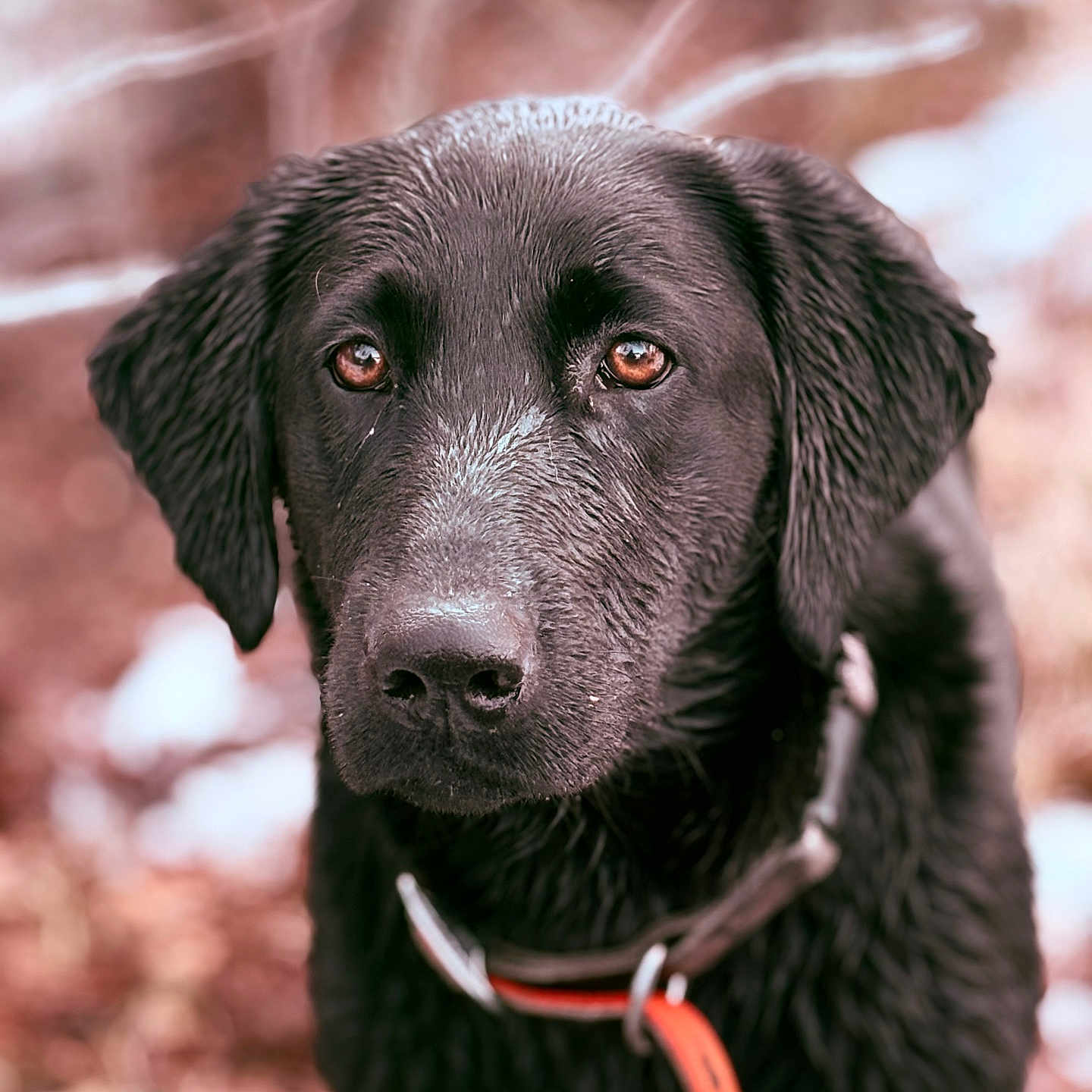 Stella