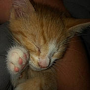 Billy is registered to the contest to win money with this photo: kitten, cat, sleeping, paw, close_up, ginger, white, fur, whiskers, nose, ear, person, arm, resting, cute, pet, indoor, cozy, soft, peaceful