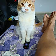 Leo is registered to the contest to win money with this photo: adult, animal, ankle, barefoot, bed, blanket, bodypart, cat, couch, cushion, electronics, female, furniture, homedecor, kitten, person, pet, remotecontrol, toe, woman