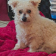 Patricia Lambeau participe au concours pour gagner de l'argent avec cette photo : animal, blanket, companion, cozy, curious, curly_fur, cute, dog, domestic, floor, fur, household, indoor, pet, pet_bed, red_blanket, resting, small_dog, tiled_floor, white_dog