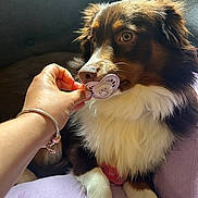 Luna participe au concours pour gagner de l'argent avec cette photo : dog, pet, hand, pacifier, couch, fur, brown, white, purple, bracelet, nail, animal, indoor, relaxing, closeup, paw, sitting, cute, domestic, furniture