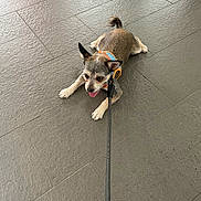 Brownie is registered to the contest to win money with this photo: dog, small_dog, leash, harness, tile_floor, tongue_out, pet, animal, indoor, resting, playful, canine, fur, ears, paw, flooring, gray, cute, domestic_animal, lying_down