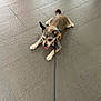 dog, small_dog, leash, harness, tile_floor, tongue_out, pet, animal, indoor, resting, playful, canine, fur, ears, paw, flooring, gray, cute, domestic_animal, lying_down