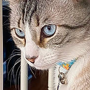 Bud is registered to the contest to win money with this photo: cat, blue_eyes, close_up, whiskers, collar, bell, fur, pet, indoor, face, animal, tabby, white_fur, striped, portrait, looking_away, curious, feline, domestic_cat, focused