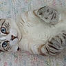 Bud is registered to the contest to win money with this photo: cat, blue_eyes, fluffy, lying_down, curious, soft_blanket, striped_paws, close_up, pet, domestic_cat, indoor, cute, relaxed, whiskers, ears, feline, animal, portrait, resting, cozy