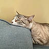 Bud is registered to the contest to win money with this photo: cat, resting, couch, blue_couch, feline, indoor, relaxed, sleepy, pet, animal, fur, whiskers, ears, side_view, domestic_cat, comfortable, close_up, head, wall, texture