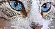 Bud joined the competition — help win amazing prizes! cat, close_up, blue_eyes, whiskers, fur, pet, animal, face, portrait, domestic_cat, curious, calm, indoor, macro, focus, muzzle, nose, ears, feline, cute