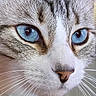 cat, close_up, blue_eyes, whiskers, fur, pet, animal, face, portrait, domestic_cat, curious, calm, indoor, macro, focus, muzzle, nose, ears, feline, cute