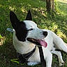 Luffy a rejoint le concours — aidez-le/la à gagner de superbes lots ! animal, black_and_white, canine, dog, ears, grass, happy, harness, leash, muzzle, nature, outdoor, pet, relaxed, resting, shade, summer, sunlight, tongue_out, tree