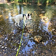 Luffy participe au concours pour gagner de l'argent avec cette photo : animal, canine, daylight, dog, forest, greenery, harness, leash, nature, outdoor, pet, reflection, riverbed, rocks, shallow_water, stream, sunlight, trees, walking, water