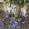 animal, canine, daylight, dog, forest, greenery, harness, leash, nature, outdoor, pet, reflection, riverbed, rocks, shallow_water, stream, sunlight, trees, walking, water