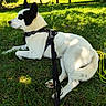 Luffy participe au concours pour gagner de l'argent avec cette photo : animal, black_and_white, canine, daytime, dog, grass, greenery, harness, leash, mammal, nature, outdoor, park, pet, relaxing, resting, shade, side_view, summer, sunlight