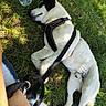 animal, black_and_white, canine, closeup, daylight, dog, grass, hand, harness, leash, nature, outdoor, paw, person, pet, relaxed, resting, sleeping, summer, water_bottle