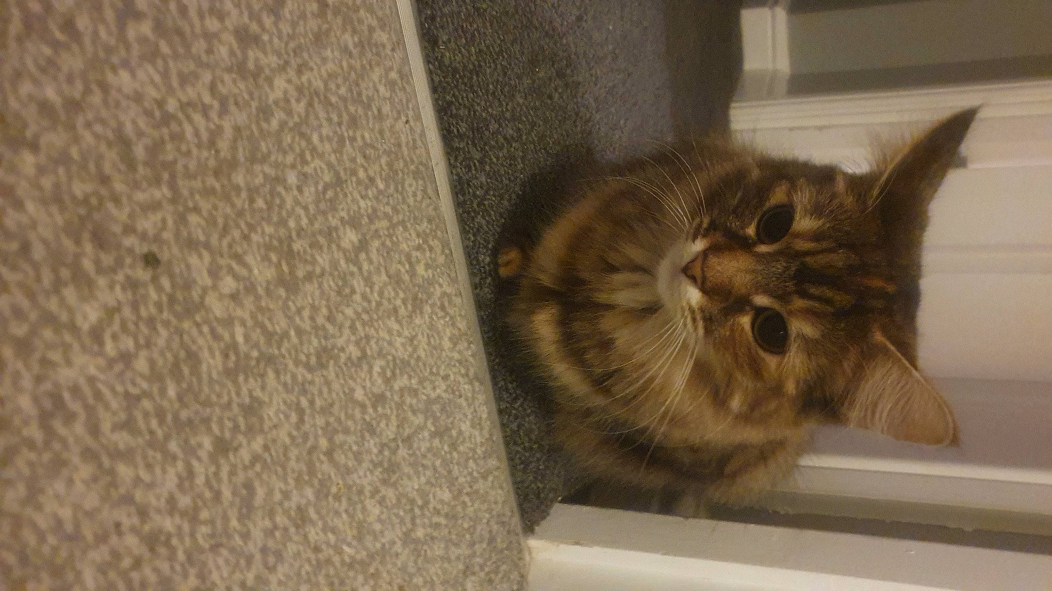 Moncia joined the competition — help win amazing prizes! carnivore, cat, domestic_short_haired_cat, door, fawn, felidae, flooring, fur, grey, hardwood, small_to_medium_sized_cats, snout, tail, terrestrial_animal, whiskers, window, wood