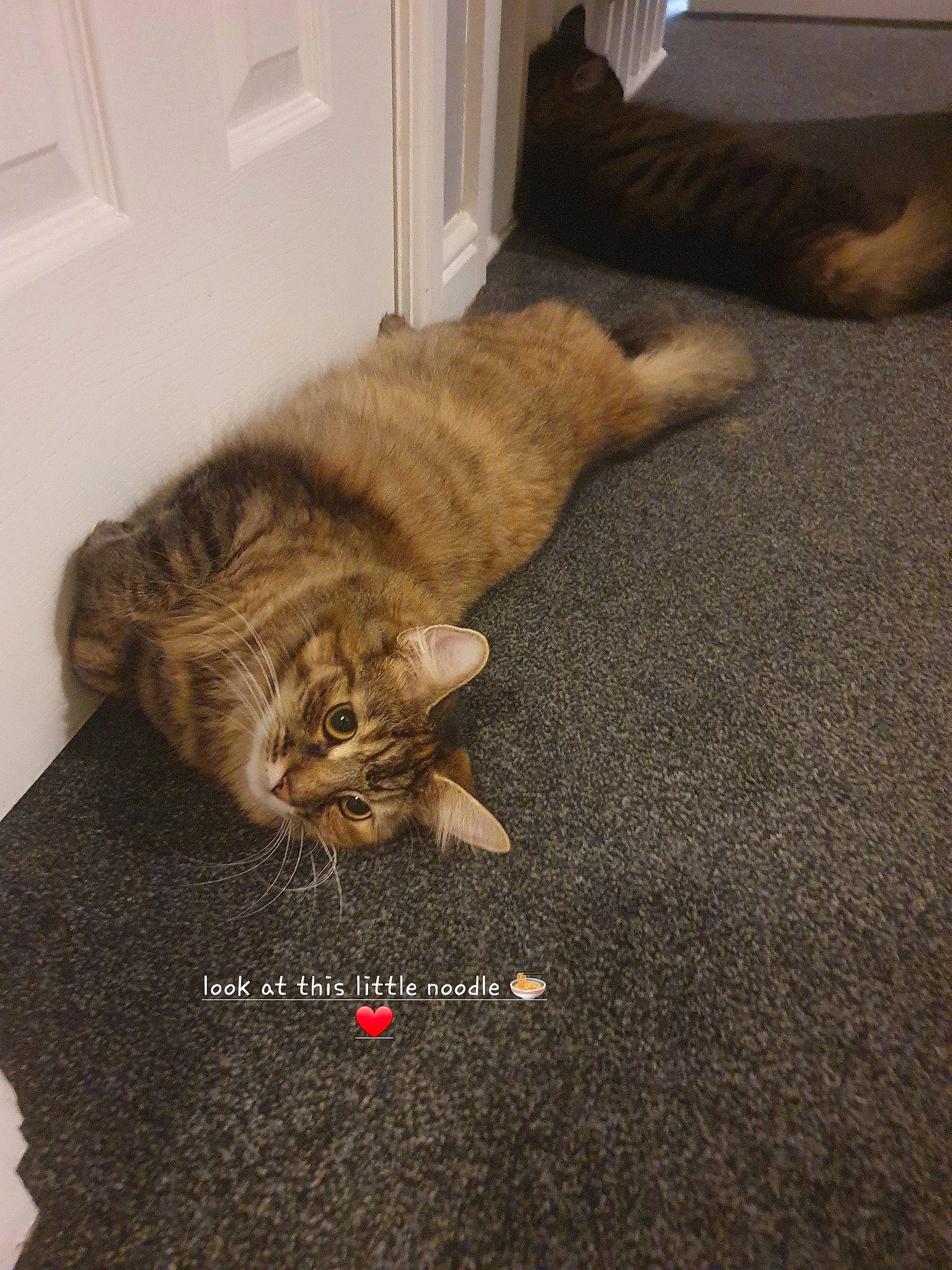 Moncia joined the competition — help win amazing prizes! carnivore, carpet, cat, claw, comfort, domestic_short_haired_cat, door, felidae, flooring, fur, hardwood, nap, paw, photo_caption, room, small_to_medium_sized_cats, tail, terrestrial_animal, whiskers, wood