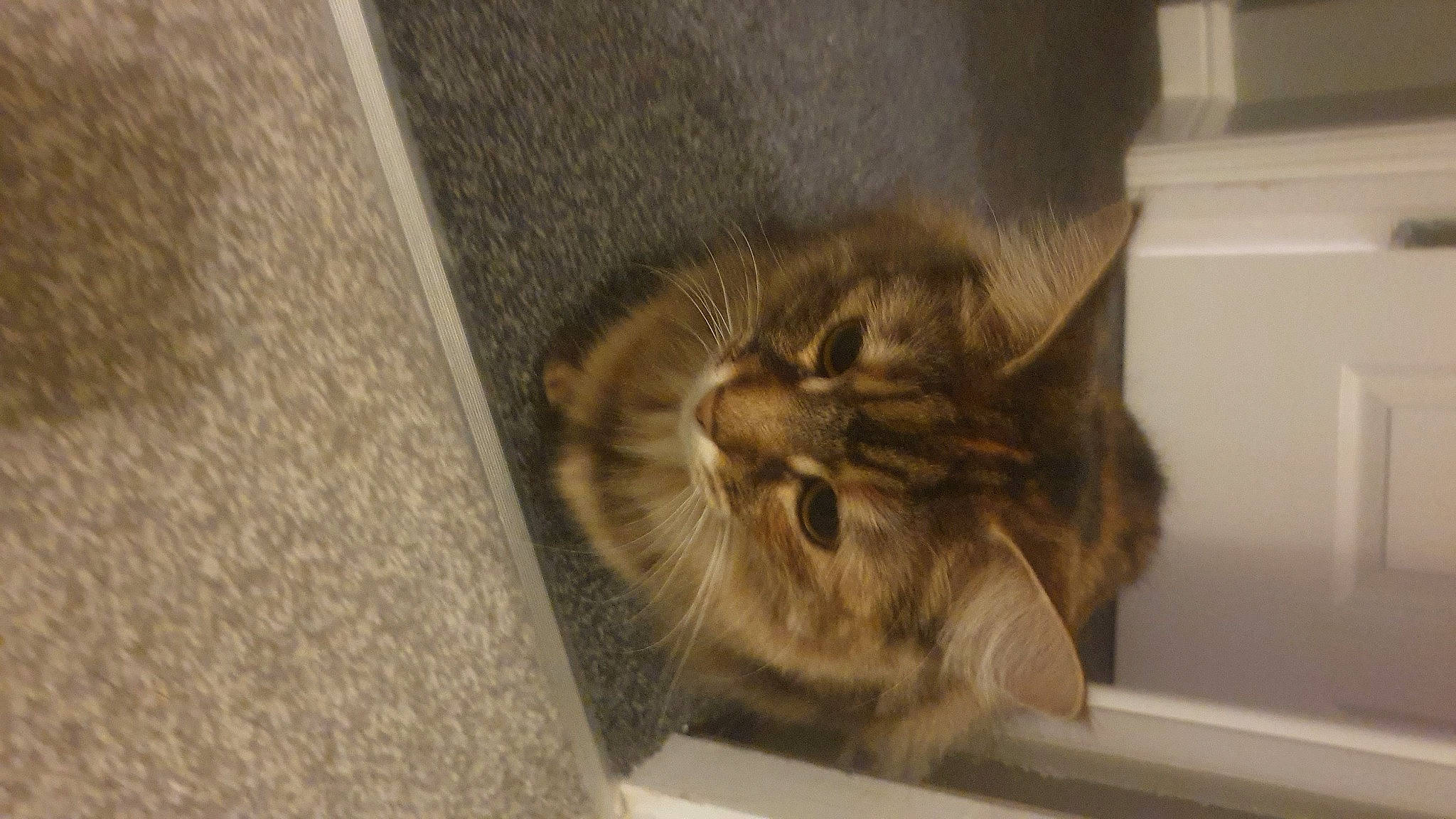 Moncia is registered to the contest to win money with this photo: carnivore, cat, claw, comfort, domestic_short_haired_cat, fawn, felidae, flooring, fur, grey, hardwood, room, small_to_medium_sized_cats, snout, tail, terrestrial_animal, whiskers, window, wood