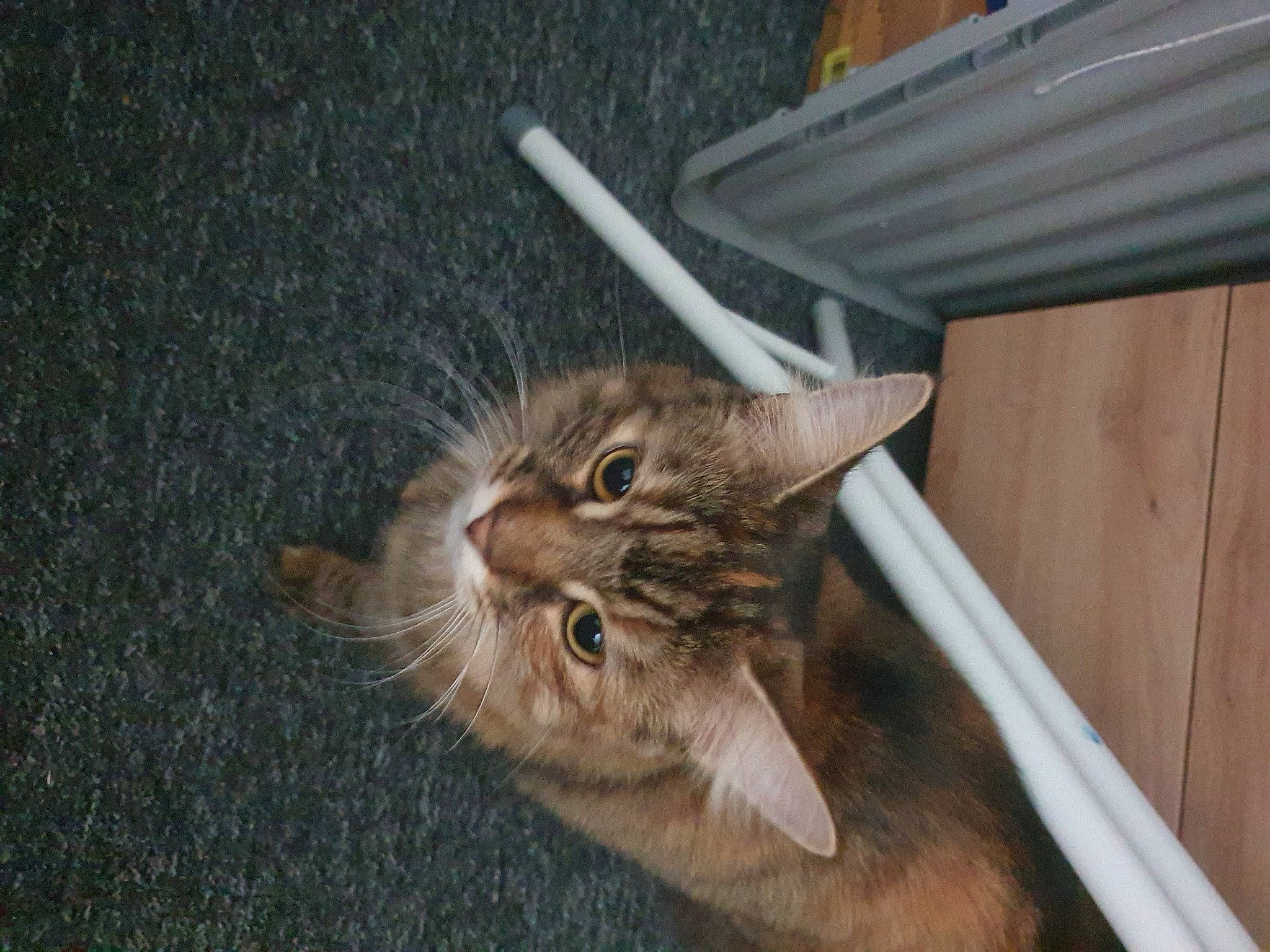 Moncia And Bly joined the competition — help win amazing prizes! carnivore, cat, domestic_short_haired_cat, fawn, felidae, fur, small_to_medium_sized_cats, snout, tail, terrestrial_animal, whiskers, window, wood