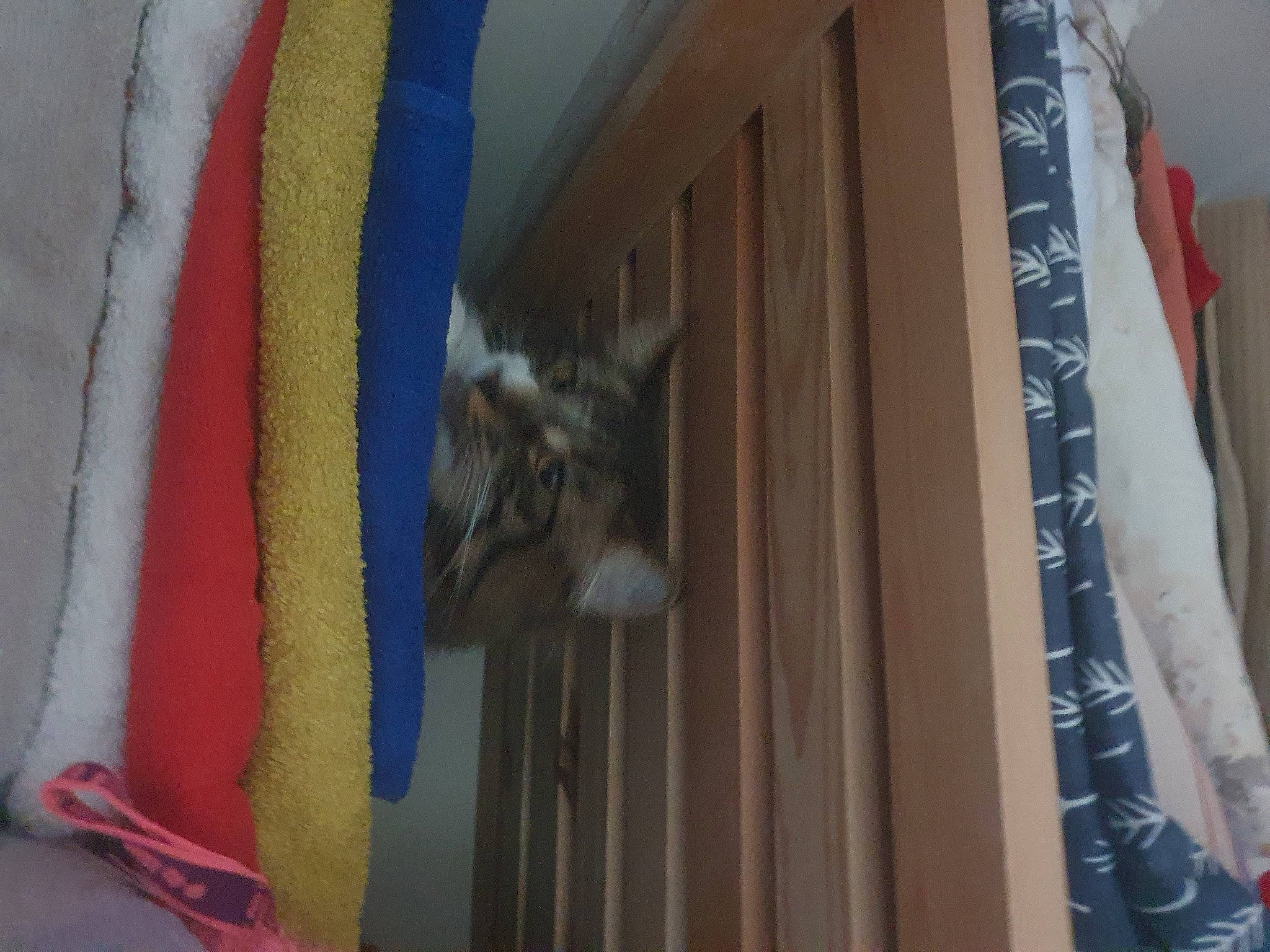 Moncia And Bly joined the competition — help win amazing prizes! art, carnivore, curtain, domestic_short_haired_cat, electric_blue, facade, felidae, flooring, fur, hardwood, pet_supply, room, small_to_medium_sized_cats, tail, textile, visual_arts, whiskers, window, window_treatment, wood