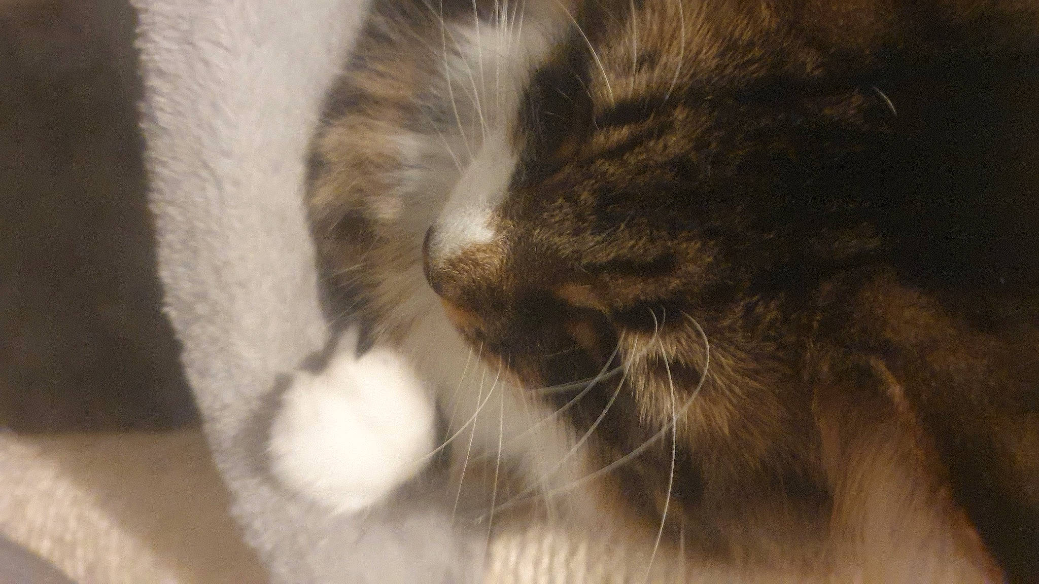 Moncia And Bly joined the competition — help win amazing prizes! carnivore, cat, claw, domestic_short_haired_cat, felidae, flooring, fur, monochrome_photography, paw, small_to_medium_sized_cats, snout, tail, terrestrial_animal, whiskers, wildlife, window, wood