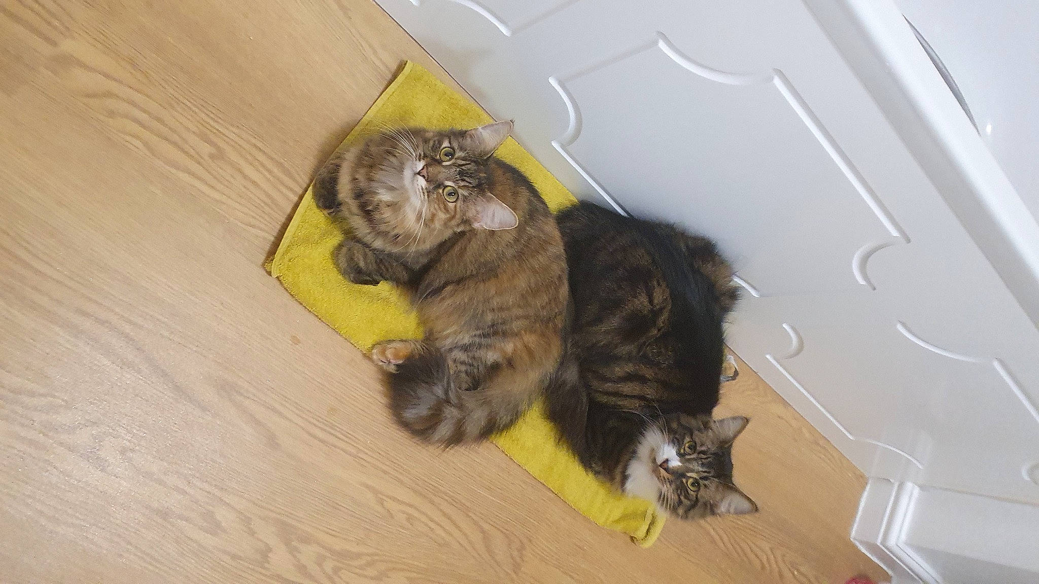 Moncia And Bly joined the competition — help win amazing prizes! carnivore, cat, claw, comfort, dog_breed, domestic_short_haired_cat, fawn, felidae, floor, flooring, fur, hardwood, paw, small_to_medium_sized_cats, snout, sporting_group, tail, terrestrial_animal, whiskers, wood