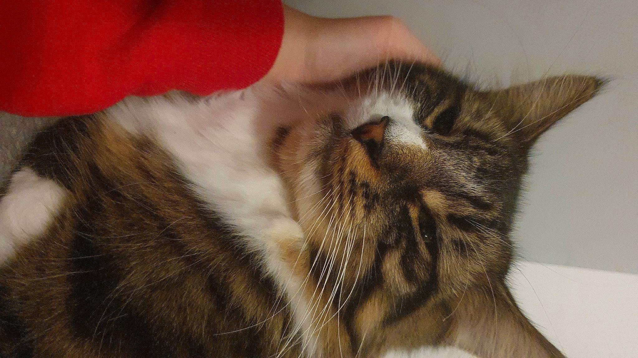 Bly joined the competition — help win amazing prizes! carnivore, cat, claw, comfort, domestic_short_haired_cat, ear, felidae, fur, nap, paw, sleep, small_to_medium_sized_cats, snout, terrestrial_animal, whiskers, wildlife