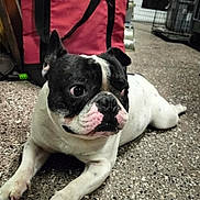 Gohan joined the competition — help win amazing prizes! dog, french_bulldog, black_and_white, lying_down, indoor, floor, pet, animal, curious, wide_eyes, speckled_floor, red_bag, household_items, ears, paws, snout, companion, domestic, cute, relaxed