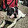 Gohan