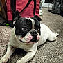 dog, french_bulldog, black_and_white, lying_down, indoor, floor, pet, animal, curious, wide_eyes, speckled_floor, red_bag, household_items, ears, paws, snout, companion, domestic, cute, relaxed