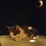 Orion is registered to the contest to win money with this photo: animal, blanket, cat, comfort, cozy, cute, dim_light, fur, indoor, kitten, paw, peaceful, pet, quiet, resting, sleeping, small, soft, warm, young_cat