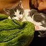 animal, blanket, cat, closeup, companion, cozy, cute, fur, green_blanket, human_face, indoor, kitten, paw, person, pet, relaxation, resting, sleeping, snuggling, soft_texture