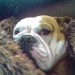 Snort joined the competition — help win amazing prizes! american_bulldog, australian_bulldog, british_bulldogs, bulldog, canidae, carnivore, companion_dog, dog, dog_breed, fawn, mammal, non_sporting_group, nose, old_english_bulldog, olde_english_bulldogge, snout, toy_bulldog, valley_bulldog, vertebrate, white_english_bulldog