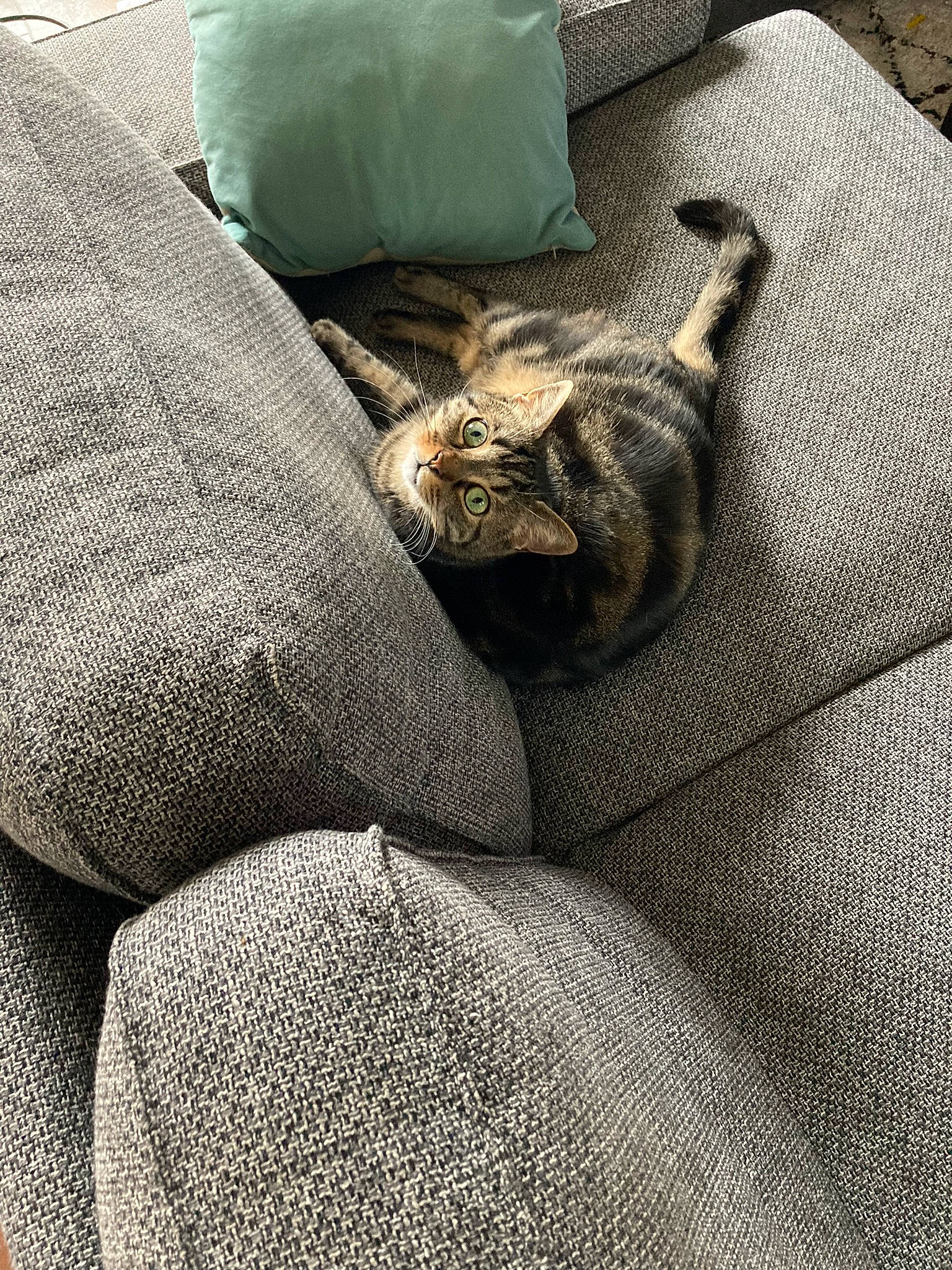 Crapaud participe au concours pour gagner de l'argent avec cette photo : bag, bedding, carnivore, cat, comfort, couch, domestic_short_haired_cat, fawn, felidae, fur, grey, human_leg, leg, linens, luggage_and_bags, small_to_medium_sized_cats, textile, tints_and_shades, whiskers, wood