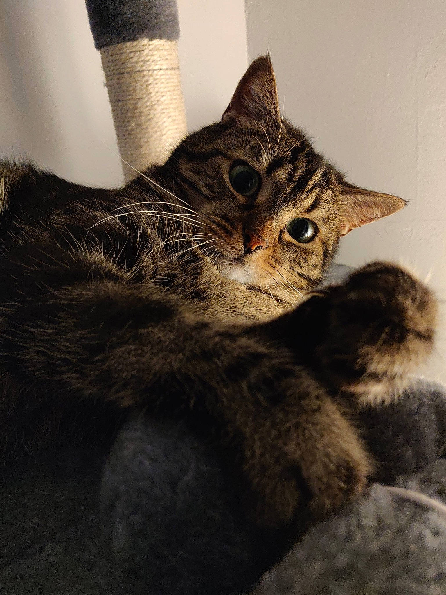 Crapaud participe au concours pour gagner de l'argent avec cette photo : carnivore, cat, claw, domestic_short_haired_cat, felidae, fur, gesture, iris, paw, small_to_medium_sized_cats, snout, tail, terrestrial_animal, whiskers, wildlife