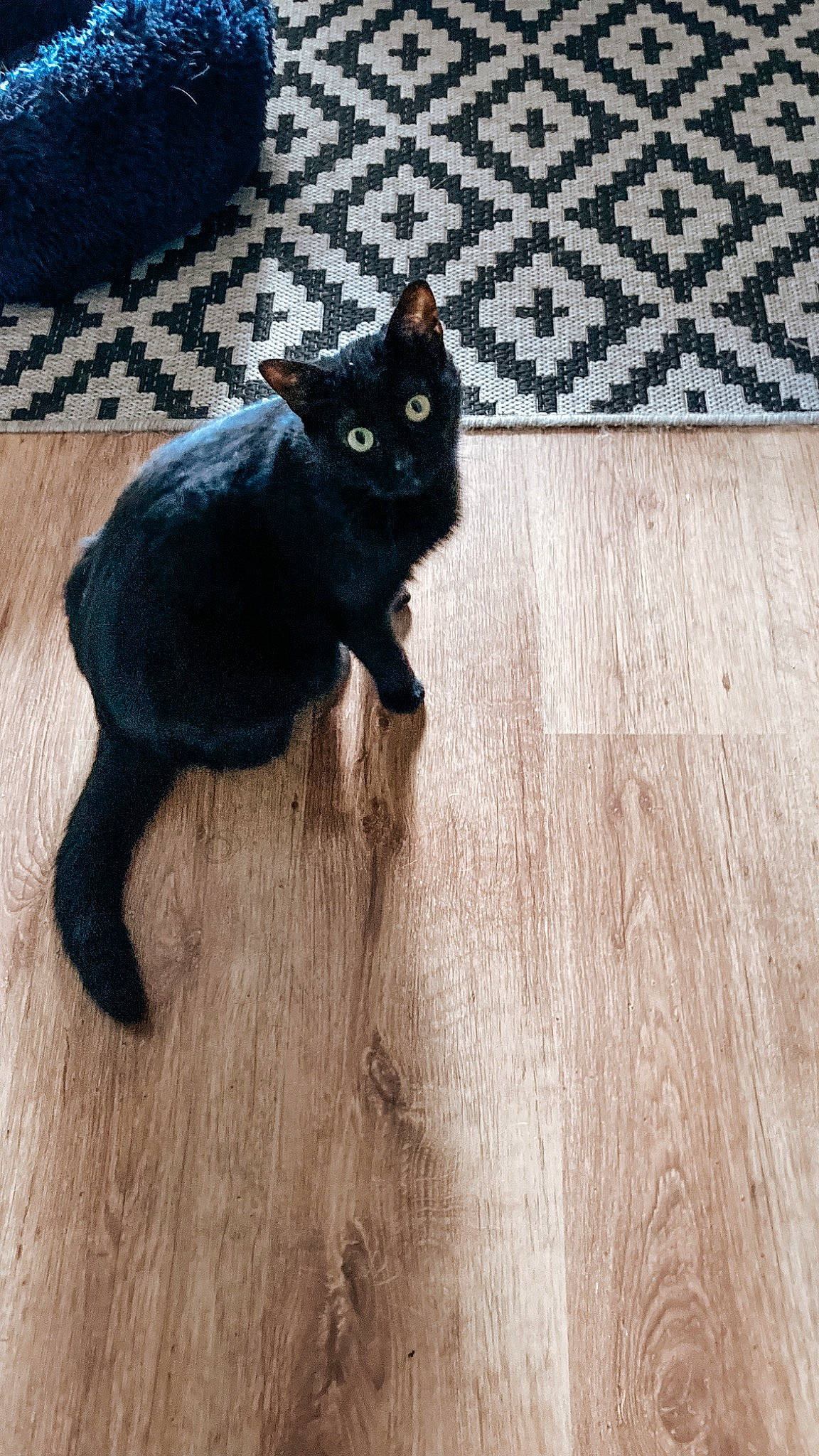 Hela participe au concours pour gagner de l'argent avec cette photo : black_cat, bombay, carnivore, cat, domestic_short_haired_cat, fawn, felidae, floor, flooring, fur, grey, hardwood, laminate_flooring, paw, small_to_medium_sized_cats, tail, whiskers, wood, wood_flooring, wood_stain