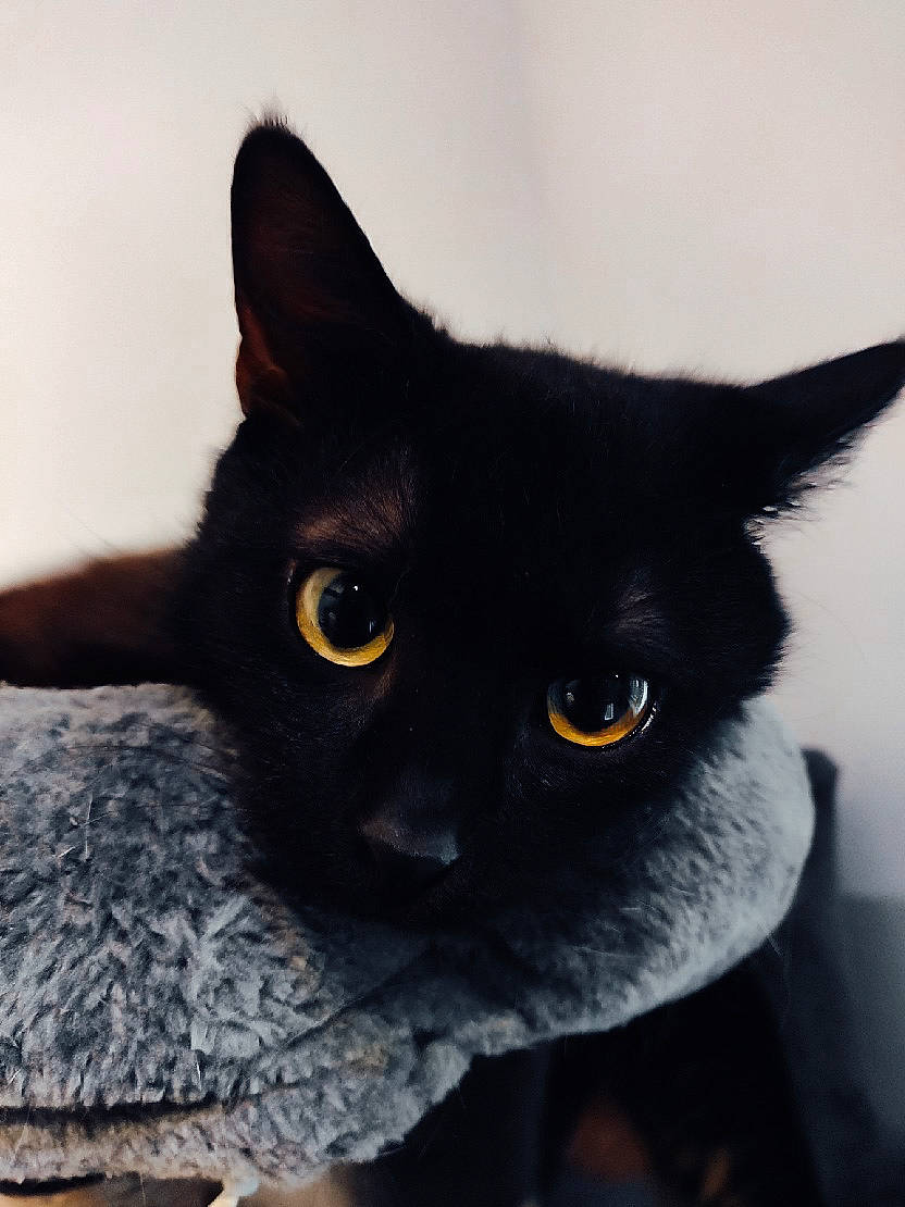 Hela participe au concours pour gagner de l'argent avec cette photo : black_cat, bombay, carnivore, cat, domestic_short_haired_cat, felidae, fur, grey, havana_brown, small_to_medium_sized_cats, snout, whiskers