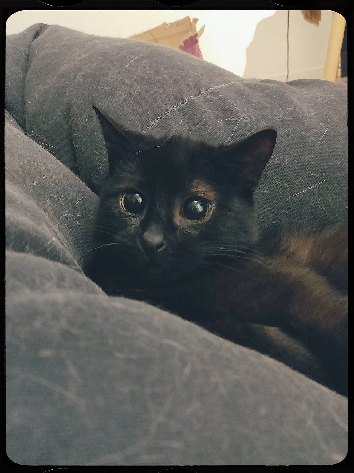 Hela participe au concours pour gagner de l'argent avec cette photo : black, black_cat, carnivore, cat, comfort, domestic_short_haired_cat, electronic_device, felidae, fur, grey, rectangle, room, small_to_medium_sized_cats, snout, square, tail, terrestrial_animal, tints_and_shades, whiskers, window