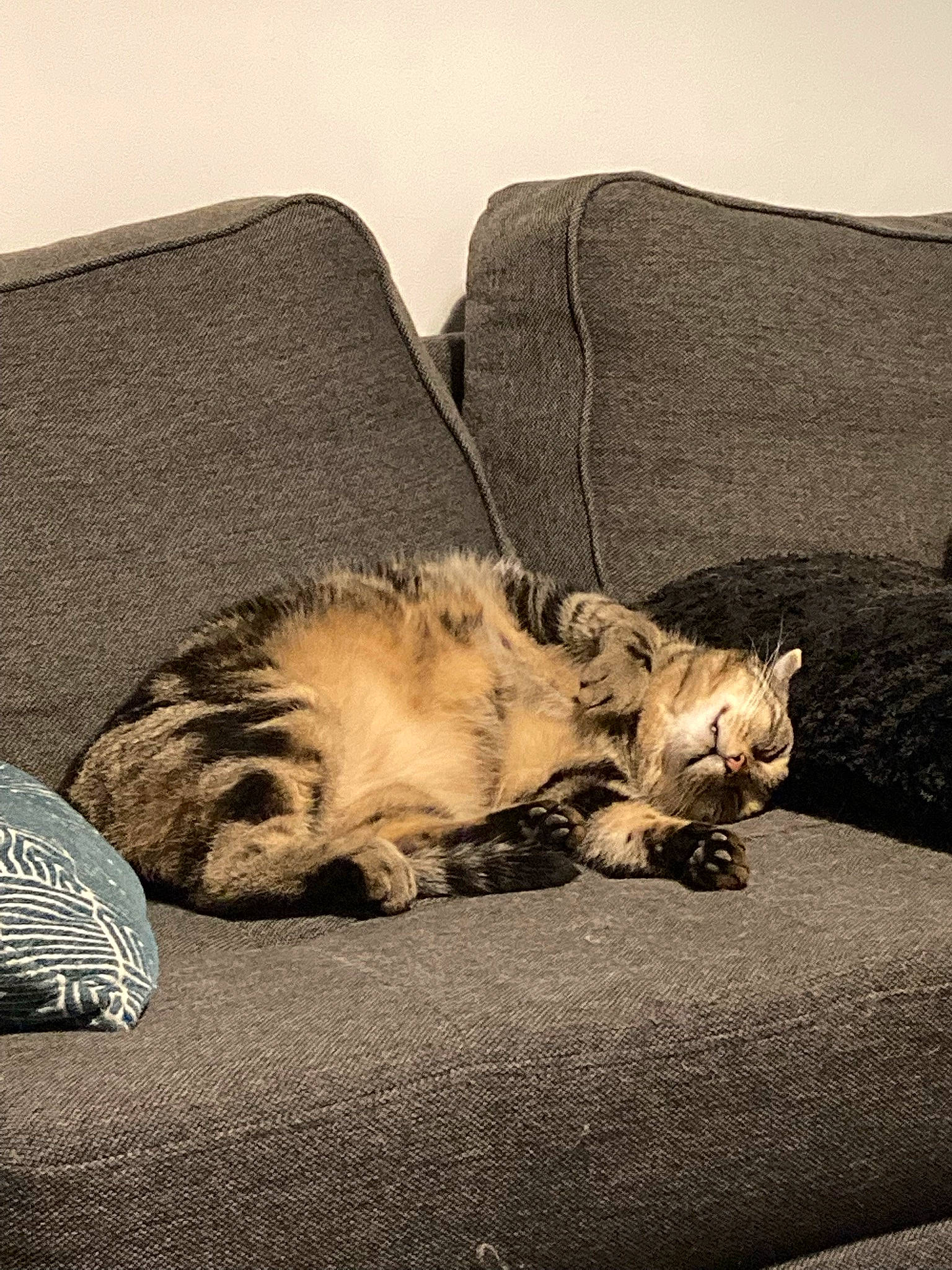 Toutou participe au concours pour gagner de l'argent avec cette photo : bedding, carnivore, cat, comfort, companion_dog, couch, domestic_short_haired_cat, fawn, felidae, fur, grey, linens, paw, plant, small_to_medium_sized_cats, tail, terrestrial_animal, tints_and_shades, whiskers, wood