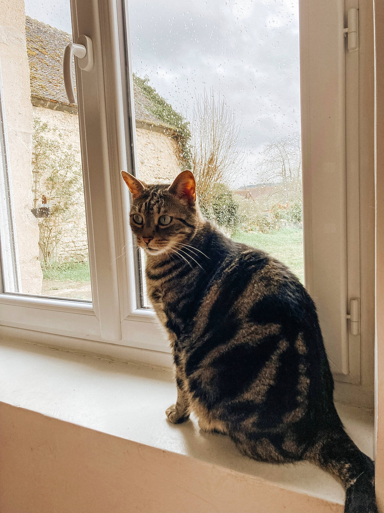 Toutou a rejoint le concours — aidez-le/la à gagner de superbes lots ! carnivore, cat, cloud, domestic_short_haired_cat, felidae, fixture, flooring, fur, paw, sash_window, sitting, sky, small_to_medium_sized_cats, snout, tail, terrestrial_animal, whiskers, window, window_blind, wood