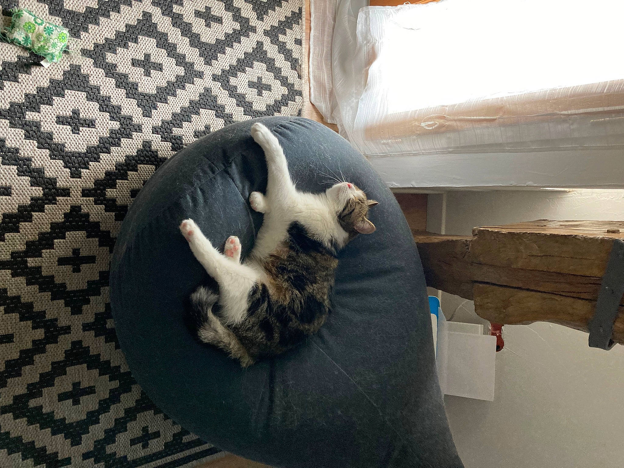 Fifi a rejoint le concours — aidez-le/la à gagner de superbes lots ! carnivore, cat, cat_bed, cat_supply, comfort, companion_dog, dog_breed, domestic_short_haired_cat, fawn, felidae, floor, flooring, hardwood, pet_supply, room, small_to_medium_sized_cats, tail, toy, whiskers, wood