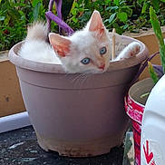 Biscotte participe au concours pour gagner de l'argent avec cette photo : kitten, cat, flower_pot, plant, greenery, blue_eyes, curious, cute, pet, animal, indoor, small, feline, paw, nature, white_fur, cozy, domestic, young, resting