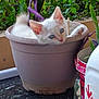 kitten, cat, flower_pot, plant, greenery, blue_eyes, curious, cute, pet, animal, indoor, small, feline, paw, nature, white_fur, cozy, domestic, young, resting