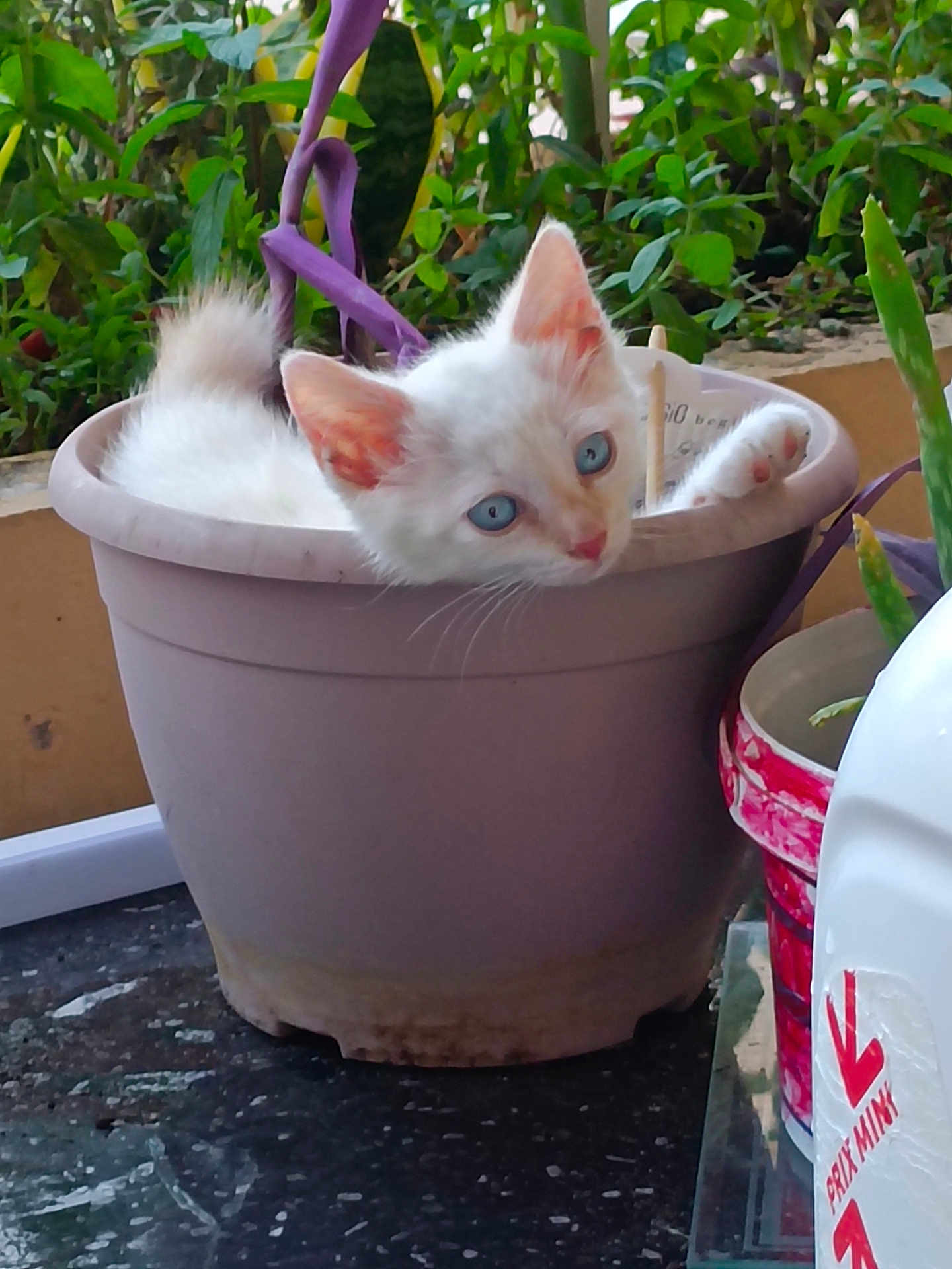 Biscotte participe au concours pour gagner de l'argent avec cette photo : kitten, cat, flower_pot, plant, greenery, blue_eyes, curious, cute, pet, animal, indoor, small, feline, paw, nature, white_fur, cozy, domestic, young, resting