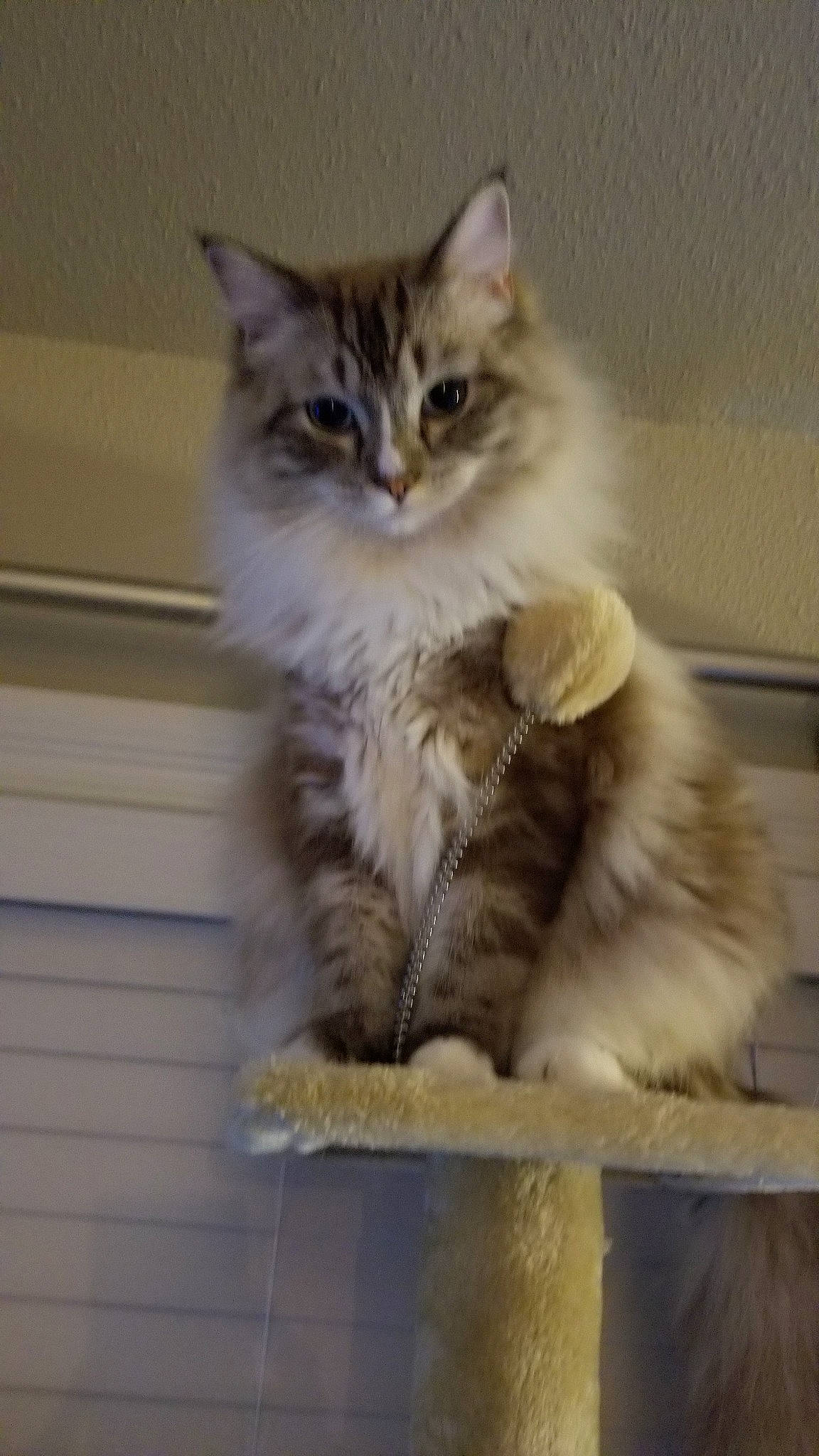 Henry is registered to the contest to win money with this photo: asian, asian_semi_longhair, british_longhair, british_semi_longhair, carnivore, cat, cymric, domestic_long_haired_cat, felidae, kitten, maine_coon, mammal, norwegian_forest_cat, polydactyl_cat, ragamuffin, siberian, small_to_medium_sized_cats, tabby_cat, vertebrate, whiskers