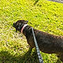 Mavis joined the competition — help win amazing prizes! dog, leash, grass, sidewalk, outdoor, pet, walking, collar, brown_dog, sunlight, shadow, road, nature, daytime, canine, animal, pavement, greenery, leisure, exercise