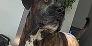 Mavis joined the competition — help win amazing prizes! dog, brindle, indoor, pet, canine, animal, sunlight, carpet, plant, living_room, alert, standing, furniture, domestic, mammal, companion, brown, white, black, tail