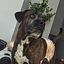 dog, brindle, indoor, pet, canine, animal, sunlight, carpet, plant, living_room, alert, standing, furniture, domestic, mammal, companion, brown, white, black, tail