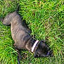 Mavis is registered to the contest to win money with this photo: dog, brindle, grass, collar, leash, outdoor, pet, nature, greenery, laying_down, sniffing, field, canine, animal, summer, plant, fur, playful, daytime, closeup